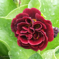 Примула Кримсон Глоу (Crimson Glow)