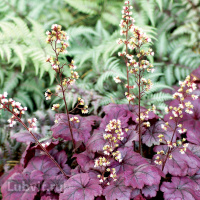 Гейхера Плюм Роял (Plum Royal)