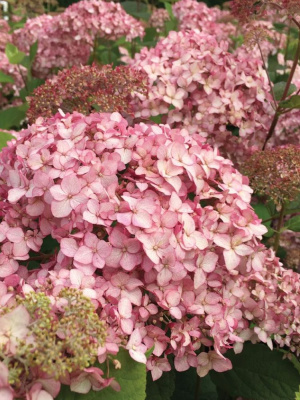 Гортензия Мэджикал Пинкербелл (Magical Pinkerbell) древовидная купить с доставкой Воздушные розовые соцветия привлекают к себе внимания издалека. Цветы Мэджикал Пинкербелл станут магнитом для восхищенных взоров