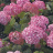 Гортензия Мэджикал Пинкербелл (Magical Pinkerbell) древовидная купить с доставкой - Гортензия Мэджикал Пинкербелл (Magical Pinkerbell) древовидная купить с доставкой