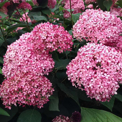 Гортензия Мэджикал Пинкербелл (Magical Pinkerbell) древовидная купить с доставкой Воздушные розовые соцветия привлекают к себе внимания издалека. Цветы Мэджикал Пинкербелл станут магнитом для восхищенных взоров