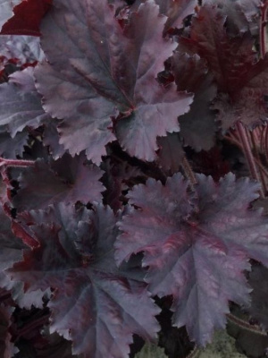 Гейхера Бинош (Binoche) купить с доставкой 