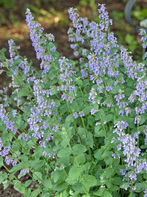 Котовник Фассена Блю Вандер (Blue Wonder) купить с доставкой 