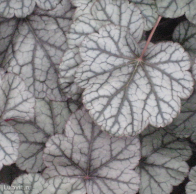 Гейхера Сильвер Скроллс (Silver Scrolls) купить с доставкой одна из самых выносливых гейхер с яркой серебристой листвой