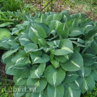 Хоста Стриптиз (Striptease) [M]