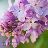 Сирень Маршал Бирюзов