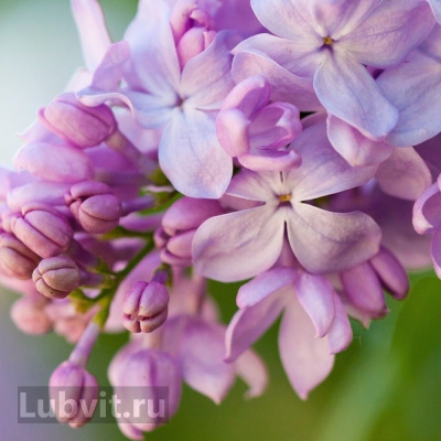 Сирень Маршал Бирюзов купить с доставкой Сирень, выведенная в 2011 году для серии посвященной второй мировой войне. Ее крупные желтые тычинки сложно спутать с другими сортами!