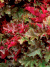 Гейхера Чоколат раффлз (Chocolate Ruffles) купить с доставкой