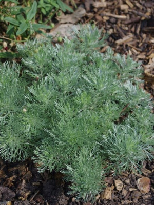 Полынь Шмидта Нана купить с доставкой декоративный, быстрорастущий кустарник, привезенный в Россию из Японии