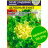 Салат Эндивий Целебный Букет [Семена алтая] купить с доставкой - Салат Эндивий Целебный Букет [Семена алтая] купить с доставкой
