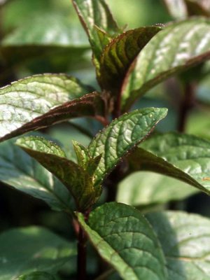 Мята перечная Чоколейт (Chocolate) купить с доставкой 
