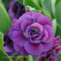 Примула Ксавьер (Xaver)