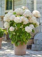 Гортензия Кандибелл Маршмэллоу (Candybelle Marshmallow) древовидная