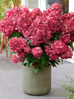 Гортензия Бонфайер (Bonfire) метельчатая купить с доставкой настоящий костер в саду! Крупные конусовидные соцветия сначала появляются белыми, затем быстро розовеют, а к концу лета становятся насыщенно-красными, почти бордовыми. Кажется, будто в вашем саду полыхает настоящий костер. Название сорта полностью оправдывает себя – "Bonfire" в переводе с английского означает "костер". Особенность этой гортензии – раннее и очень обильное цветение. Куст буквально усыпан крупными соцветиями, под тяжестью которых ветви красиво поникают. Даже осенью, когда многие цветы уже теряют декоративность, Бонфайер продолжает радовать глаз своими огненными красками.