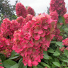 Гортензия Бонфайер (Bonfire) метельчатая