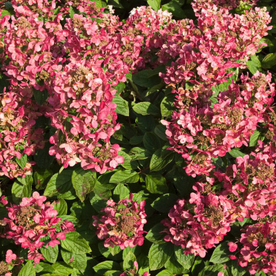 Гортензия Мэджикал Файер (Magical Fire) метельчатая купить с доставкой Ее соцветия словно волшебные огни, которые осветят ваш сад незабываемыми красками! Мэджикал Файер миниатюрный сорт, который идеально впишется даже в самые небольшие цветники