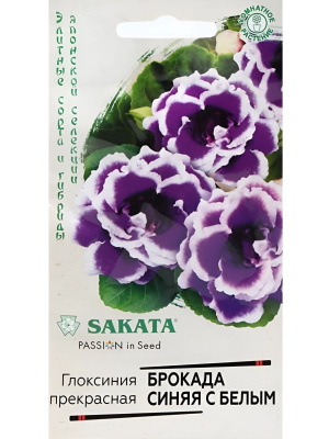 Глоксиния Брокада Синяя с Белым [Гавриш] купить с доставкой Ее цветы похожи на маленькие голубые розочки! Посадите эту сказочную махровую красавицу и создайте атмосферу Алисы в Стране Чудес прямо в своей квартире. Глоксиния Брокада Синяя с белым краем — невысокий кустик, который достигает 20-25 см в высоту и ширину.