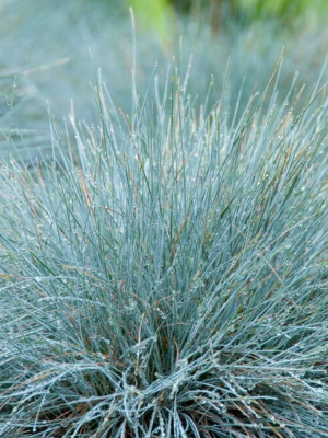 Овсяница Элайджа Блю (Elijah Blue) купить с доставкой 