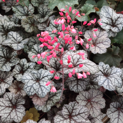 Гейхера Глиттер (Glitter) купить с доставкой похожа на россыпь зеркальных блесток в цветнике