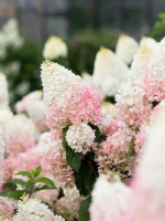 Гортензия Строберри Блоссом (Strawberry Blossom) метельчатая