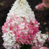 Гортензия Строберри Блоссом (Strawberry Blossom) метельчатая