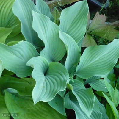 Хоста Кросса Регал (Krossa Regal) [L] купить с доставкой очень большая хоста, обладатель премии в 1993 AGM Королевского общества садоводов. Хоста с инеем – так любовно ее называют садоводы. Эта необыкновенная голубоватая, слегка «припудренная» красавица имеет стабильный декоративный эффект в течение всего сезона. Обязательно выбирайте для этой хосты тенистое место, там проявятся все ее достоинства