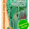 Дихондра Silver Falls [Семена редких растений]