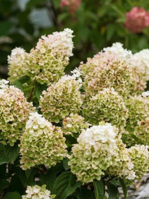 Гортензия Литтл Хотти (Little Hottie) метельчатая купить с доставкой настоящая "горячая штучка" в мире метельчатых гортензий! Компактный сорт покоряет своими яркими соцветиями, которые, распускаясь белыми, быстро румянятся и становятся ярко-малиновыми, словно раскалёнными. Кустик небольшой, аккуратный, но цветёт так обильно, что порой не видно листвы – только шапки эффектных соцветий, постепенно меняющих цвет от макушки к основанию. Хотти действительно "горячая" – даже в период затяжных дождей не теряет яркости и насыщенности окраски!