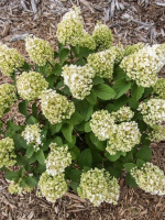 Гортензия Литтл Хотти (Little Hottie) метельчатая