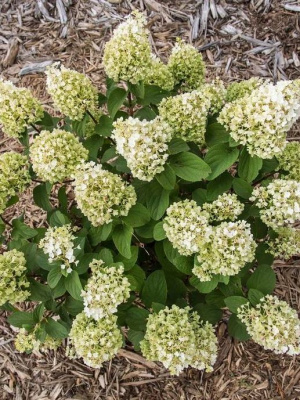 Гортензия Литтл Хотти (Little Hottie) метельчатая купить с доставкой 