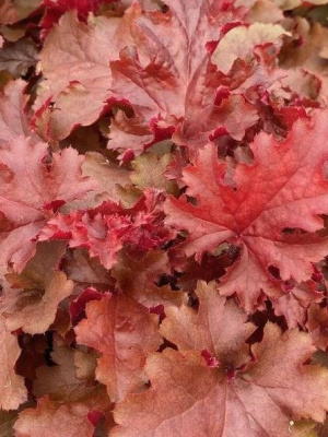 Гейхера Черри Берри (Cherryberry) купить с доставкой 