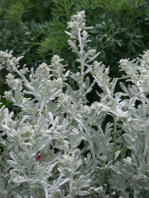 Полынь Стеллера (Stelleriana) купить с доставкой ​Утонченный многолетник с нежной серебристой листвой и изысканной текстурой. Ее мягкие, пушистые листья образуют плотный ковер, мерцающий на солнечном свете, словно покрытый инеем.