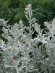 Полынь Стеллера (Stelleriana) купить с доставкой