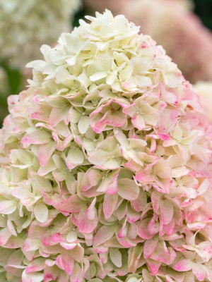 Гортензия Саммер Лав (Summer Love) метельчатая купить с доставкой Нежнейшая расцветка и миниатюрные размеры. Эта гортензия идеально впишется в любой сад и будет радовать своих хозяев крупными шапками