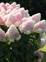 Гортензия Саммер Лав (Summer Love) метельчатая