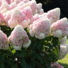 Гортензия Саммер Лав (Summer Love) метельчатая