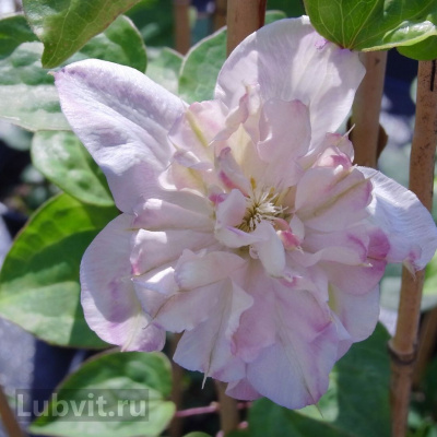 Клематис Инносент Блаш (Innocent Blush) купить с доставкой Изящные цветки с нежной расцветкой украсят любой сад