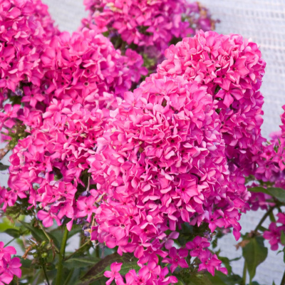 Флокс Вуаль Поздняя купить с доставкой цветы ароматные, малиновые с темным колечком