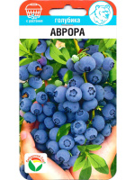 Голубика Аврора [Сиб Сад]