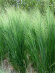 Просо Прутьевидное (Panicum Virgatum) купить с доставкой Просо Прутьевидное (Panicum Virgatum) купить с доставкой