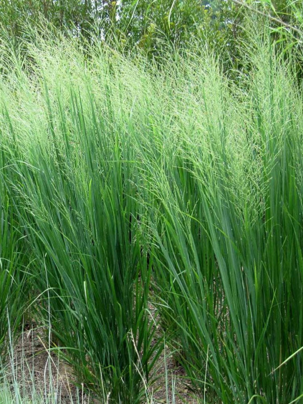 Просо Прутьевидное (Panicum Virgatum) купить с доставкой Просо Прутьевидное (Panicum Virgatum) купить с доставкой