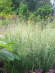 Просо Прутьевидное (Panicum Virgatum) купить с доставкой Просо Прутьевидное (Panicum Virgatum) купить с доставкой