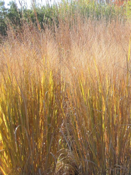 Просо Прутьевидное (Panicum Virgatum) купить с доставкой Просо Прутьевидное (Panicum Virgatum) купить с доставкой