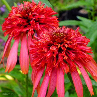 Эхинацея Гуава Айс (Guava Ice) купить с доставкой растение мощное, устойчивое к болезням, высотой 5075 см и шириной 60 см