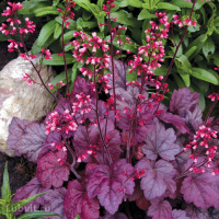 Гейхера Грейп Сода (Grape Soda)