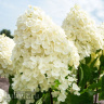 Гортензия Саммер Сноу (Summer Snow) метельчатая