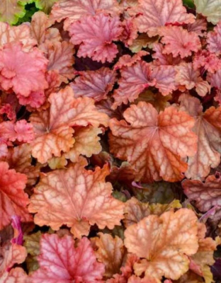 Гейхера Пичберри Айс (Peachberry Ice) купить с доставкой 