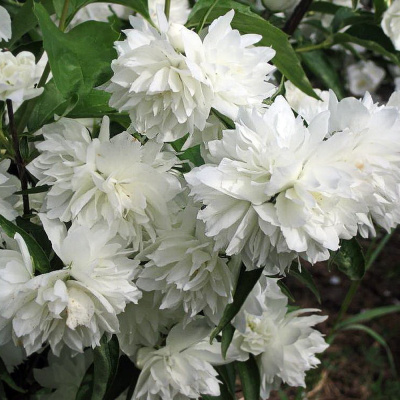 Чубушник Жемчуг купить с доставкой очаровательный кустарник с плакучими красноватыми стеблями и махровыми цветами с перламутрово–белыми лепестками. Нижняя часть куста не оголяется