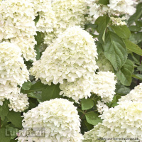 Гортензия Мэджикал Кэндл (Magical Candle) метельчатая