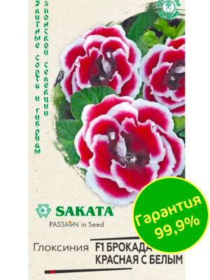Глоксиния Брокада Красная с Белым [Гавриш] купить с доставкой Огненная махровая звездочка, которая будет сиять в вашей квартире все лето — красная Брокада! Посадите ее в качестве яркого акцента и вы не сможете оторвать глаз. Глоксиния Брокада Красная с белым краем — невысокий кустик, который достигает 20-25 см в высоту и ширину.